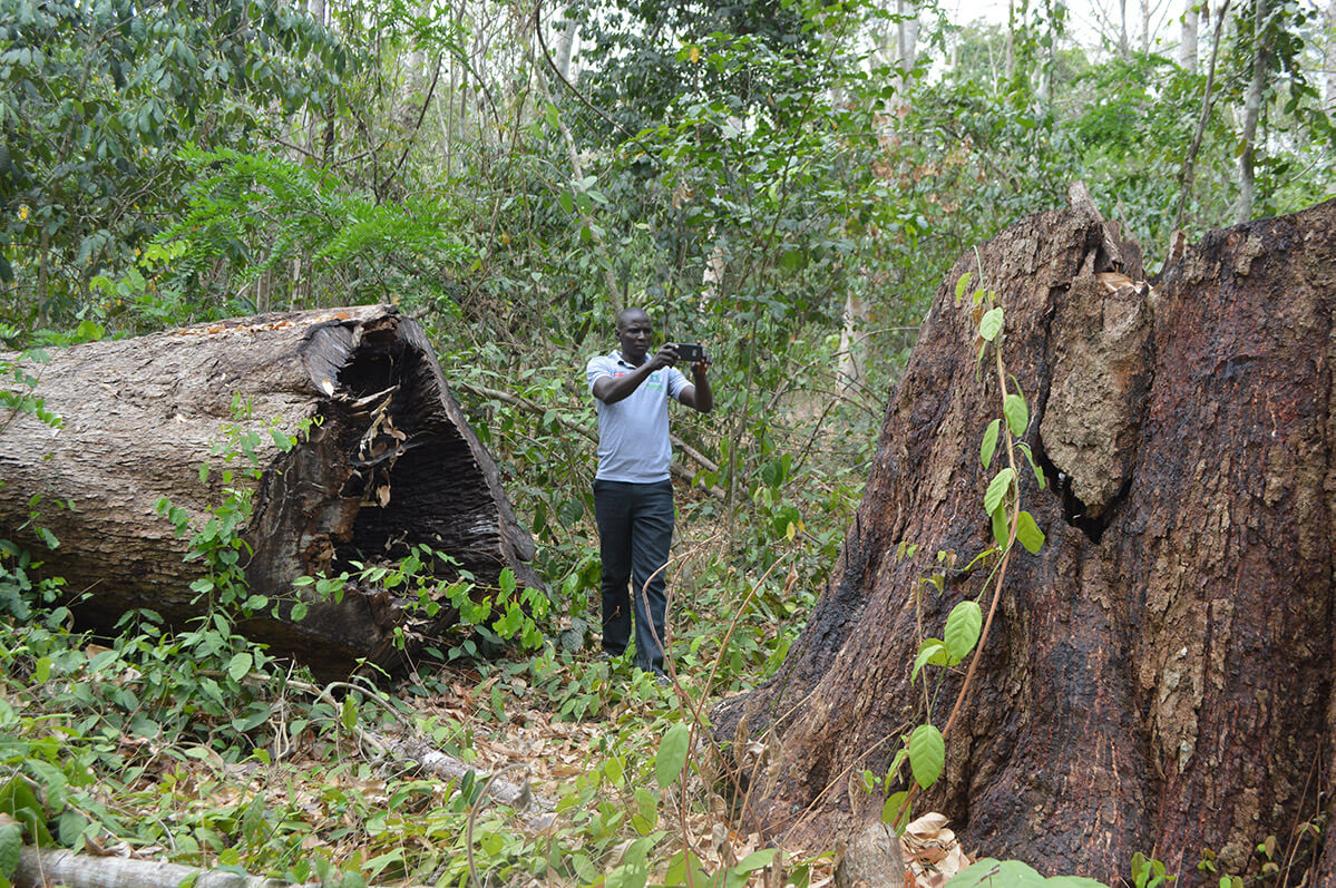 Ghana Forestlink
