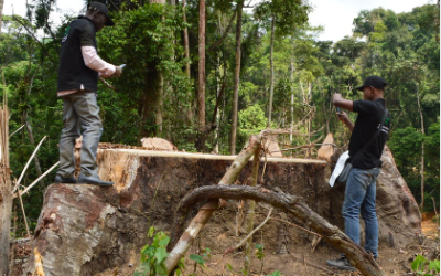 Unlocking the potential of forest guardians